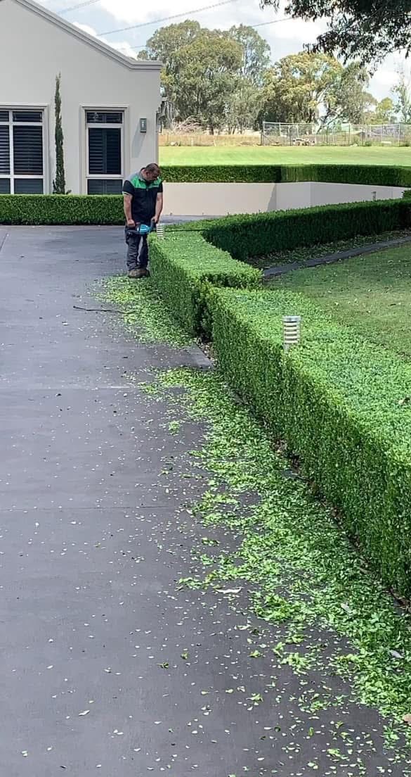 Hedge trimming in progress beside an established landscaped garden